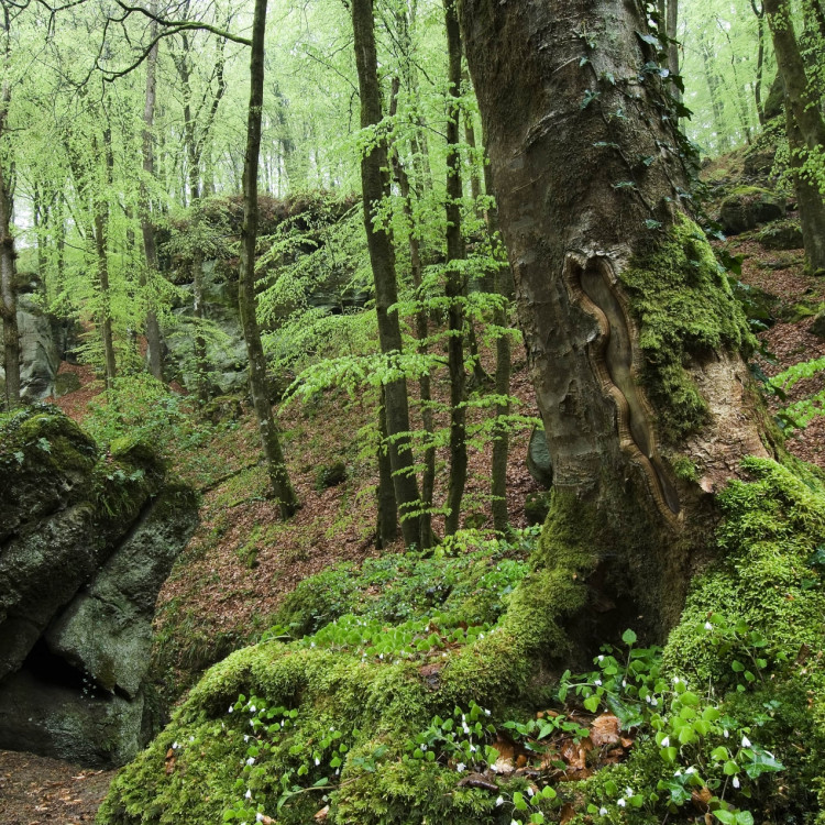 3mullerthal 00509 RC