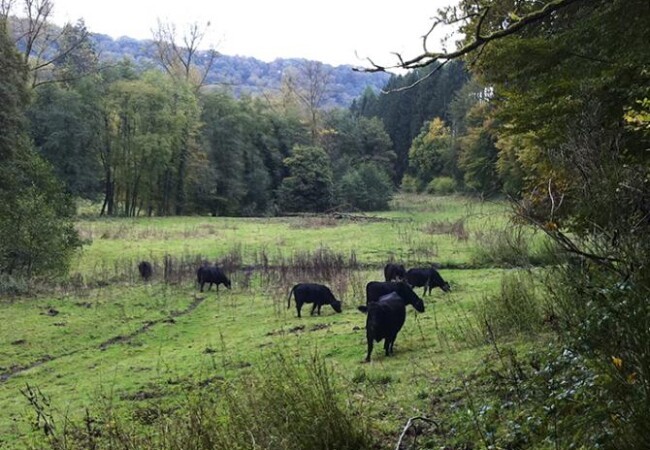 Beaufort - Müllerthal-photo-2
