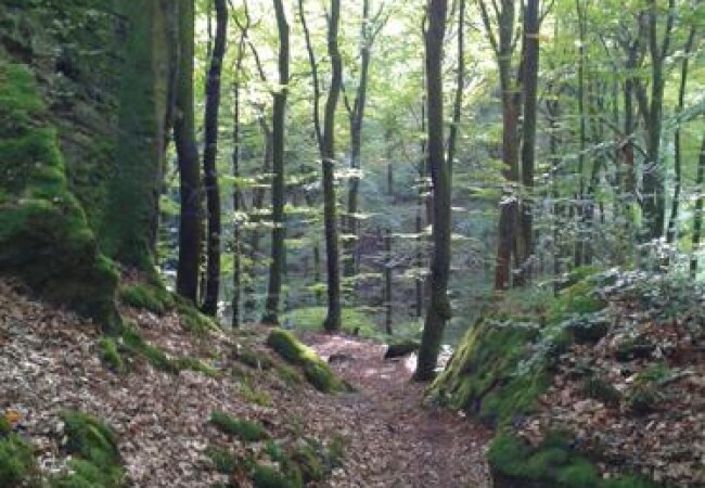 Scheidgen - Echternach-photo-1